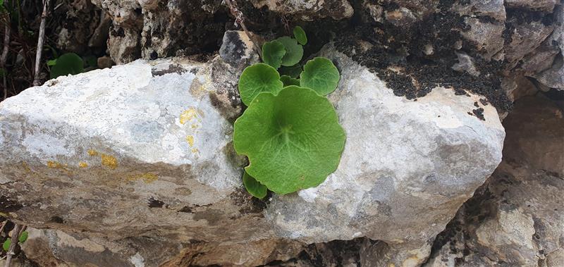 Sierra Bernia